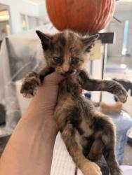 Shelter Stray Female Cat last seen Near Rocky Run Rd, New Bern,, 1639 Old Airport Rd, New Bern, NC 28562, USA