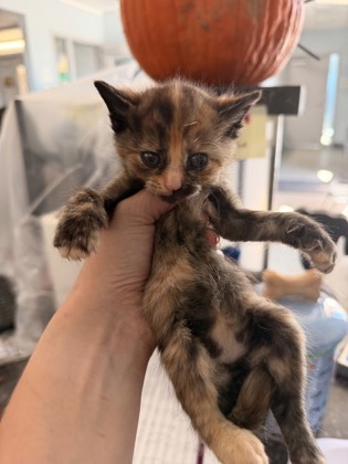 Shelter Stray Female Cat last seen Near Rocky Run Rd, New Bern,, 1639 Old Airport Rd, New Bern, NC 28562, USA