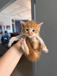 Shelter Stray Female Cat last seen Near Rocky Run Rd, New Bern,, 1639 Old Airport Rd, New Bern, NC 28562, USA