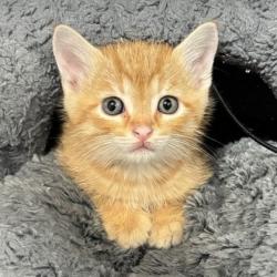 Shelter Stray Male Cat last seen E St Hwy 21 & 807-749 FM2038, Brazos County, TX, 5359 Leonard Rd, Bryan, TX 77807, USA