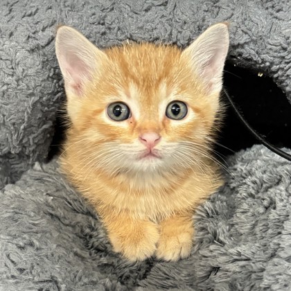 Shelter Stray Male Cat last seen E St Hwy 21 & 807-749 FM2038, Brazos County, TX, 5359 Leonard Rd, Bryan, TX 77807, USA