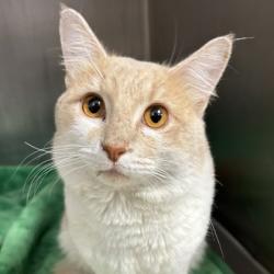 Shelter Stray Male Cat last seen Texas Ave and Milliff Rd, City of College Station, TX, 5359 Leonard Rd, Bryan, TX 77807, USA