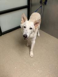 Shelter Stray Male Dog last seen Near Orleans Lane, South District, TX, 355 Hillshire Dr, Haslet, TX 76052, USA
