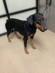 Shelter Stray Male Dog last seen Near E. Lancaster, East District, TX, 355 Hillshire Dr, Haslet, TX 76052, USA