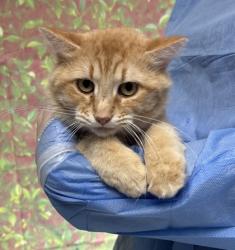 Shelter Stray Male Cat last seen Near Island View, Within Coalition, TX, 11300 Nacogdoches Rd, San Antonio, TX 78217, USA