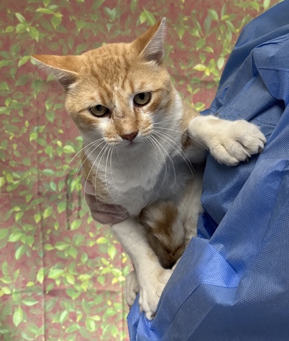 Shelter Stray Male Cat last seen Near Island View, Within Coalition, TX, 11300 Nacogdoches Rd, San Antonio, TX 78217, USA