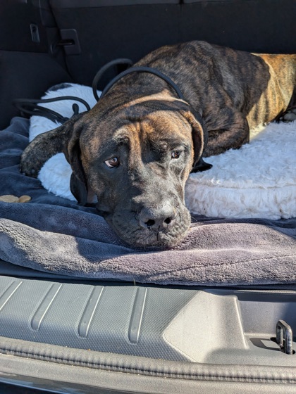 Shelter Stray Female Dog last seen Near Mimosa Blvd, Roswell, GA, 1251 Fulton Industrial Blvd NW, Atlanta, GA 30336, USA