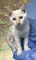 Shelter Stray Male Cat last seen Near Micklejohn, Within Coalition, TX, 11300 Nacogdoches Rd, San Antonio, TX 78217, USA