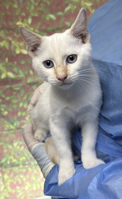 Shelter Stray Male Cat last seen Near Micklejohn, Within Coalition, TX, 11300 Nacogdoches Rd, San Antonio, TX 78217, USA