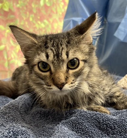Shelter Stray Male Cat last seen Near Book Valley Dr, Within Coalition, TX, 11300 Nacogdoches Rd, San Antonio, TX 78217, USA