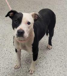 Shelter Stray Female Dog last seen Near Dr Martin Luther King, 64129, MO, 7077 Elmwood Ave, Kansas City, MO 64132, USA