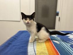 Shelter Stray Female Cat last seen E 46th and Hanover Ct, 64110, MO, 7077 Elmwood Ave, Kansas City, MO 64132, USA