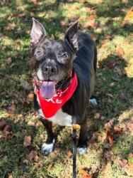 Shelter Stray Male Dog last seen Near Jessica Ln, Dallas, NC, 1491 Business Park Ct, Gastonia, NC 28052, USA