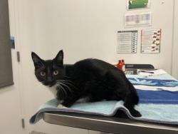 Shelter Stray Female Cat last seen E 26th and Monroe Ave, 64127, MO, 7077 Elmwood Ave, Kansas City, MO 64132, USA