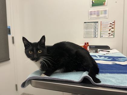 Shelter Stray Female Cat last seen E 26th and Monroe Ave, 64127, MO, 7077 Elmwood Ave, Kansas City, MO 64132, USA