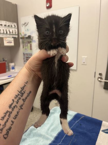Shelter Stray Male Cat last seen E 26th and Monroe Ave, 64127, MO, 7077 Elmwood Ave, Kansas City, MO 64132, USA