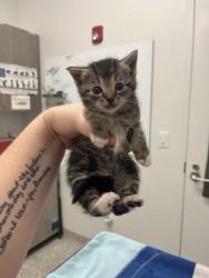 Shelter Stray Female Cat last seen E 26th and Monroe Ave, 64127, MO, 7077 Elmwood Ave, Kansas City, MO 64132, USA