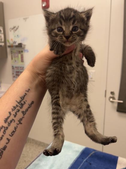 Shelter Stray Male Cat last seen E 26th and Monroe Ave, 64127, MO, 7077 Elmwood Ave, Kansas City, MO 64132, USA