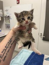 Shelter Stray Female Cat last seen E 26th and Monroe Ave, 64127, MO, 7077 Elmwood Ave, Kansas City, MO 64132, USA