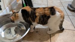 Reunited Female Cat last seen Allen serbian, St. Louis, MO 63104