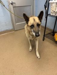 Shelter Stray Male Dog last seen , 30058, GA, 3280 Chamblee Dunwoody Rd, Chamblee, GA 30341, USA