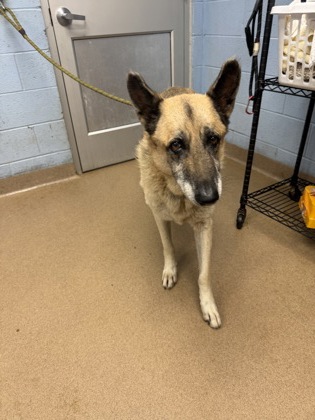 Shelter Stray Male Dog last seen , 30058, GA, 3280 Chamblee Dunwoody Rd, Chamblee, GA 30341, USA