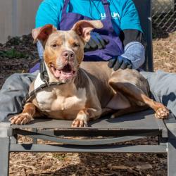 Shelter Stray Female Dog last seen Near Covington Highway, 30058, GA, 3280 Chamblee Dunwoody Rd, Chamblee, GA 30341, USA