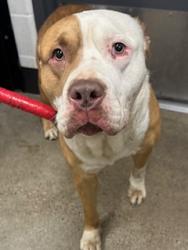 Shelter Stray Male Dog last seen Near W 46, 2nd District, OH, 9203 Detroit Ave, Cleveland, OH 44102, USA
