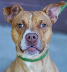 Shelter Stray Male Dog last seen Near Amanda Dr 612, 30058, GA, 3280 Chamblee Dunwoody Rd, Chamblee, GA 30341, USA