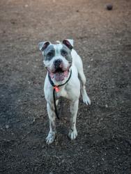 Shelter Stray Male Dog last seen Near EVANS MILL DRIVE Lithonia, 30058, 30058, GA, 3280 Chamblee Dunwoody Rd, Chamblee, GA 30341, USA