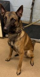 Shelter Stray Male Dog last seen Near Lakes Circle, 30058, GA, 3280 Chamblee Dunwoody Rd, Chamblee, GA 30341, USA