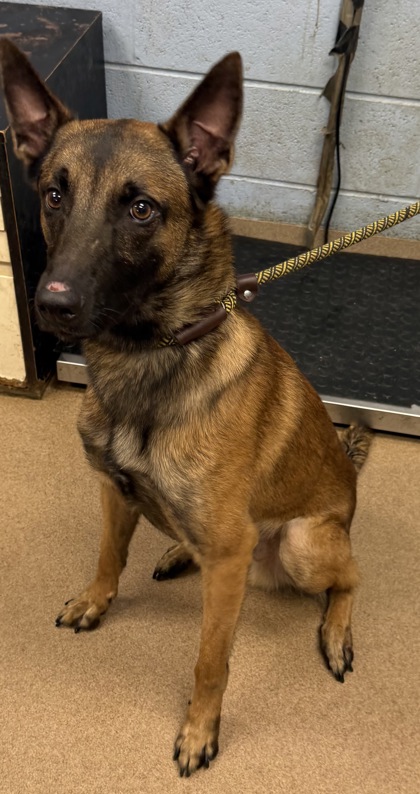 Shelter Stray Male Dog last seen Near Lakes Circle, 30058, GA, 3280 Chamblee Dunwoody Rd, Chamblee, GA 30341, USA