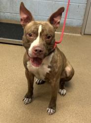 Shelter Stray Male Dog last seen Near CAMELLIA LANE APT 903, 30058, GA, 3280 Chamblee Dunwoody Rd, Chamblee, GA 30341, USA