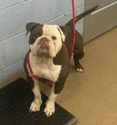 Shelter Stray Male Dog last seen , , GA, 3280 Chamblee Dunwoody Rd, Chamblee, GA 30341, USA