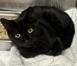 Shelter Stray Unknown Cat last seen Near Quincetree Lane Decatur, 30034, 30034, GA, 3280 Chamblee Dunwoody Rd, Chamblee, GA 30341, USA