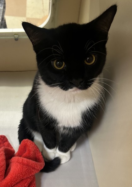 Shelter Stray Male Cat last seen Near I-85 S, 30340, GA, 3280 Chamblee Dunwoody Rd, Chamblee, GA 30341, USA