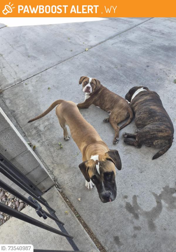 Found/Stray Male Dog last seen Arden/wyoming, US-20,  68765
