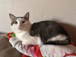 Reunited Male Cat last seen W d st, Lemoore, CA 93245