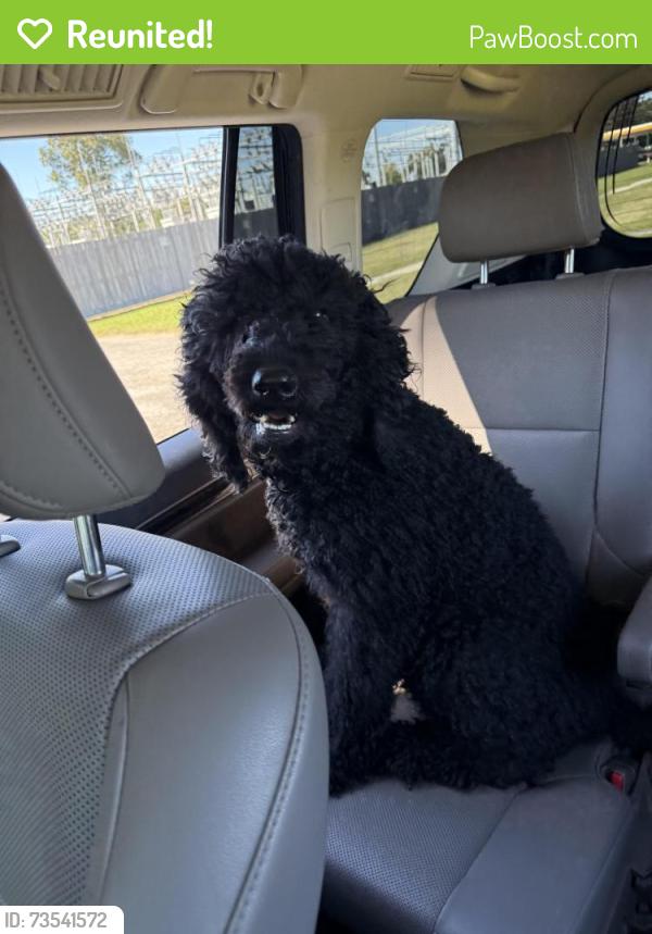 Reunited Male Dog last seen Camellia Blvd near Little Veron’s, Lafayette, LA 70503
