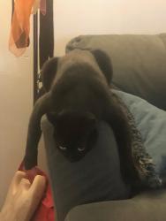 Reunited Male Cat last seen Splash Zone, Oberlin, OH 44074