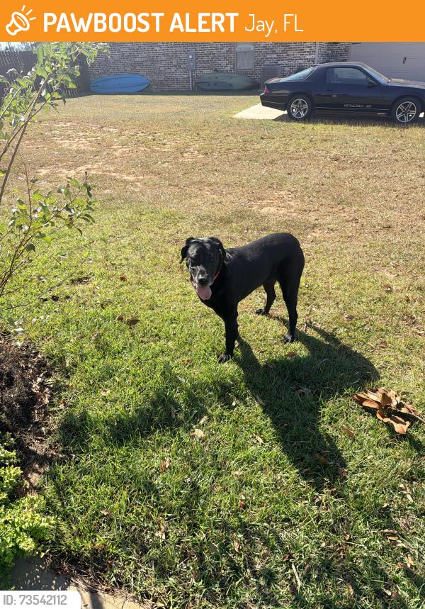 Found/Stray Female Dog last seen Highway 182, Jay, FL 32565