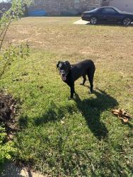 Found/Stray Female Dog last seen Highway 182, Jay, FL 32565