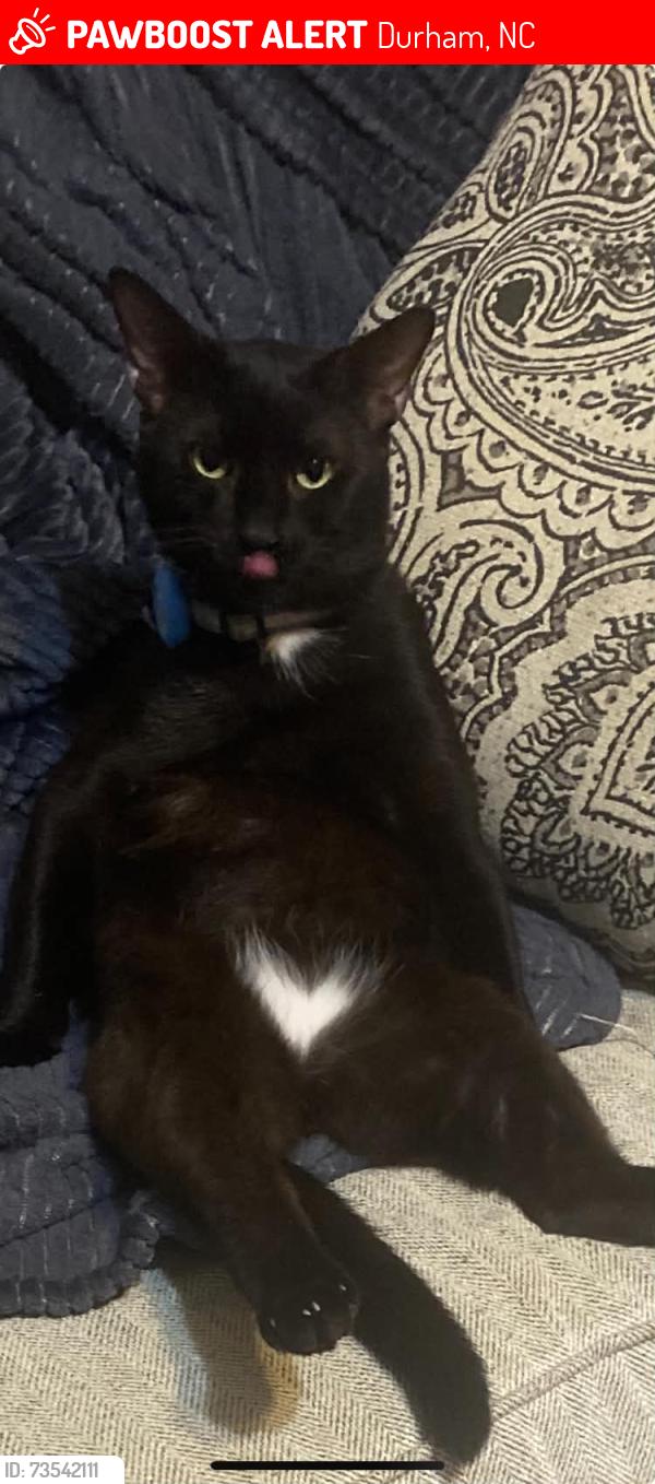Lost Male Cat last seen E Geer Street, Durham NC, Durham, NC 27704
