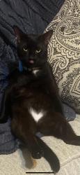 Lost Male Cat last seen E Geer Street, Durham NC, Durham, NC 27704