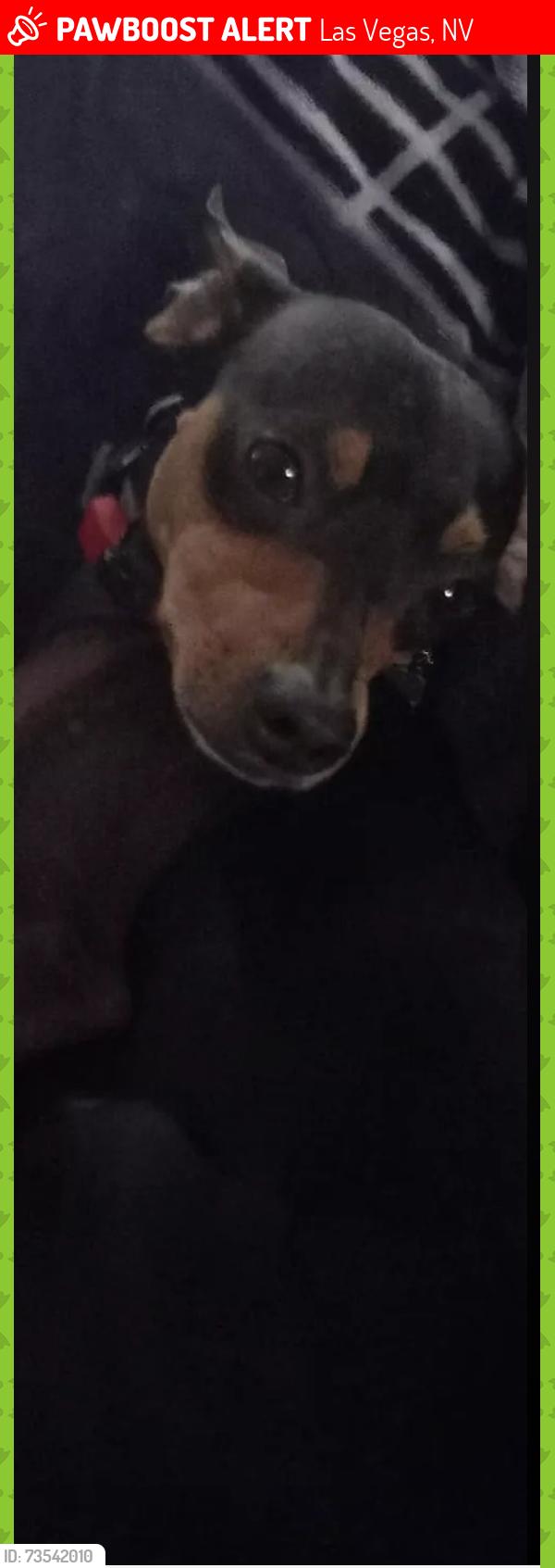 Lost Male Dog last seen Boulder hwy. And dodd or sunset near freeway entrance, Las Vegas, NV 89122
