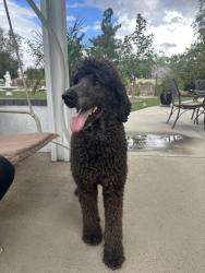 Reunited Male Dog last seen Western Ridge Rd, Moreno Valley, CA 92557, USA, Moreno Valley, CA 92557
