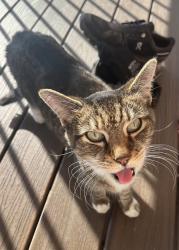 Found/Stray Female Cat last seen Scotch Lake Dr and Mercedes Ave, West Bloomfield Township, MI 48324
