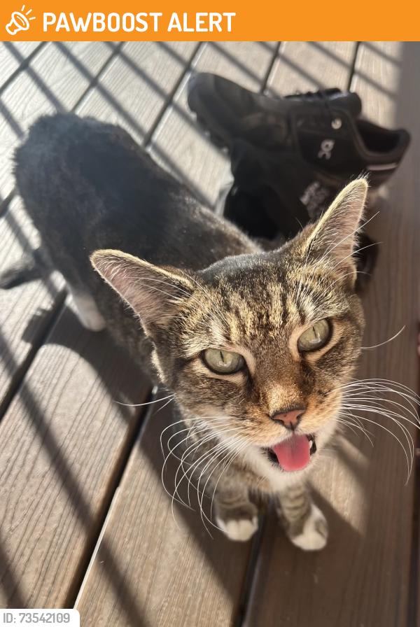 Found/Stray Female Cat last seen Scotch Lake Dr and Mercedes Ave, West Bloomfield Township, MI 48324
