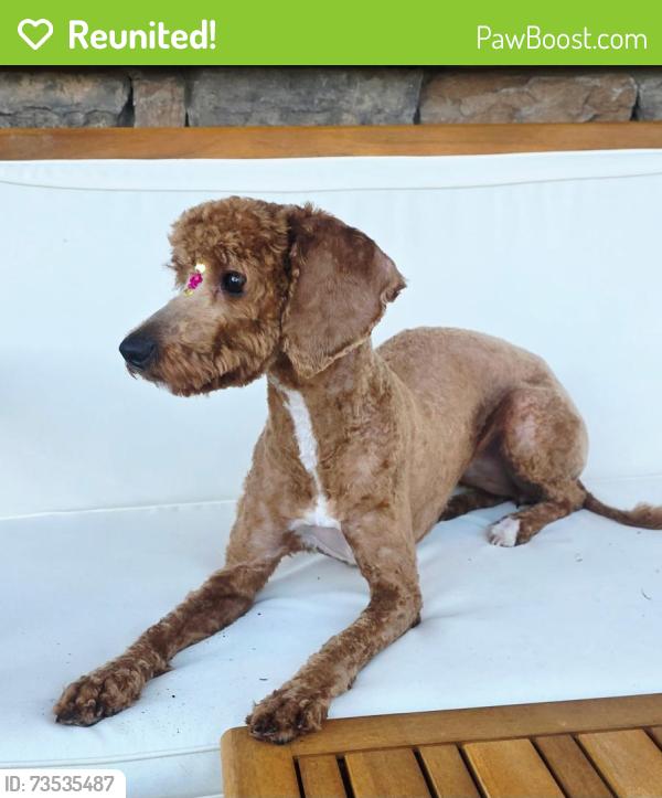 Reunited Female Dog last seen Bryton Neighborhood, Huntersville, NC 28078