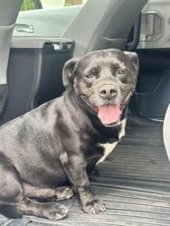 Found/Stray Male Dog last seen La Subida and Los Altos, Hacienda Heights, CA 91745